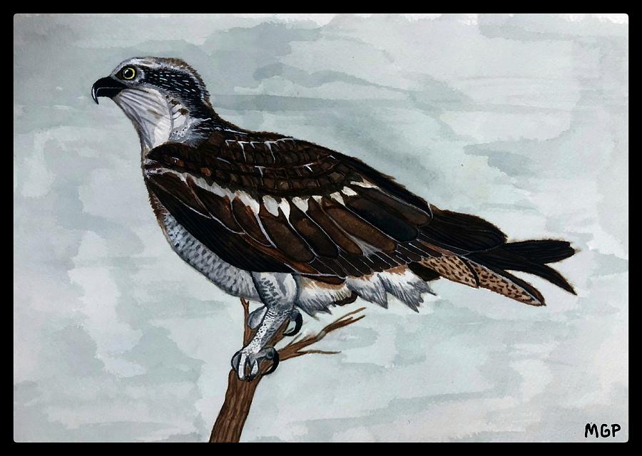 Wild Osprey W/ Border Painting