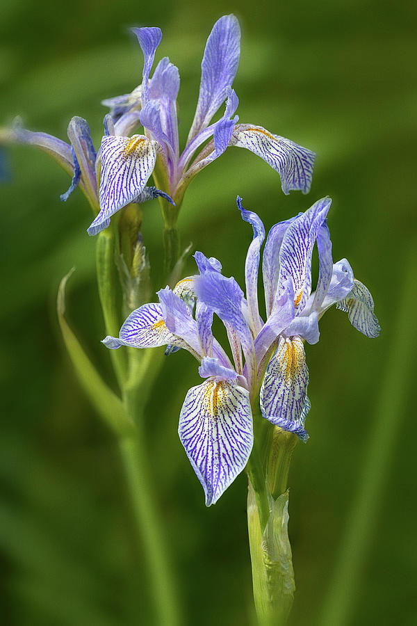 Wild Owyhee Blue Iris Photograph by John Rogers