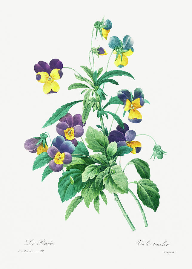 Wild pansy Painting by World Art Collective