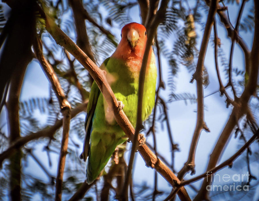 Wild Parakeet Photograph by Kevin Fortier