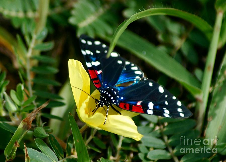 Butterfly Photograph - Faithful Beauty Moth by Brenda Harle