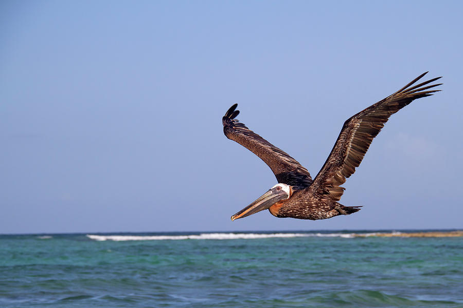 wild republic pelican