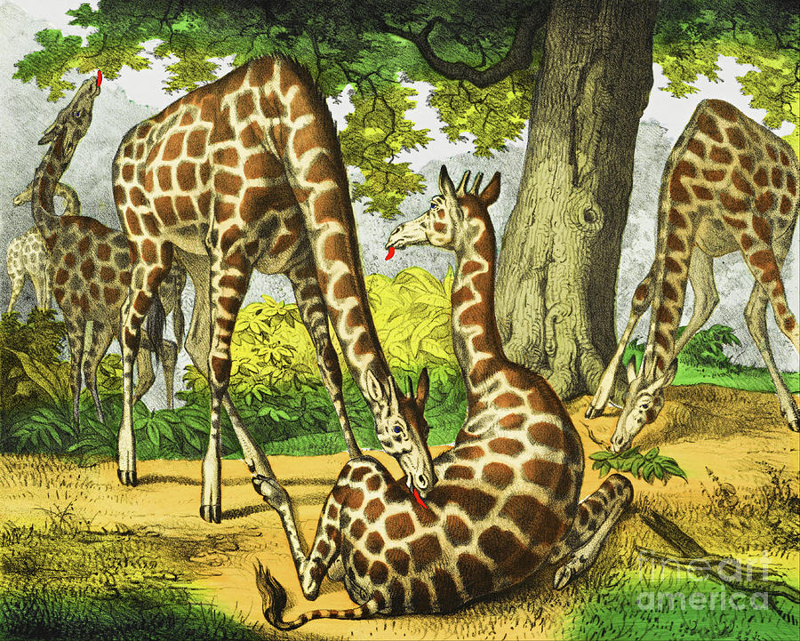 Wild African Giraffe Family Painting by Peter Ogden