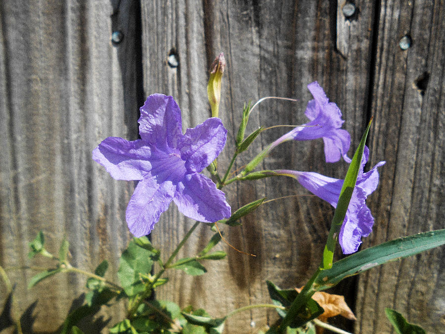 Wild Petunias  Photograph by W Craig Photography