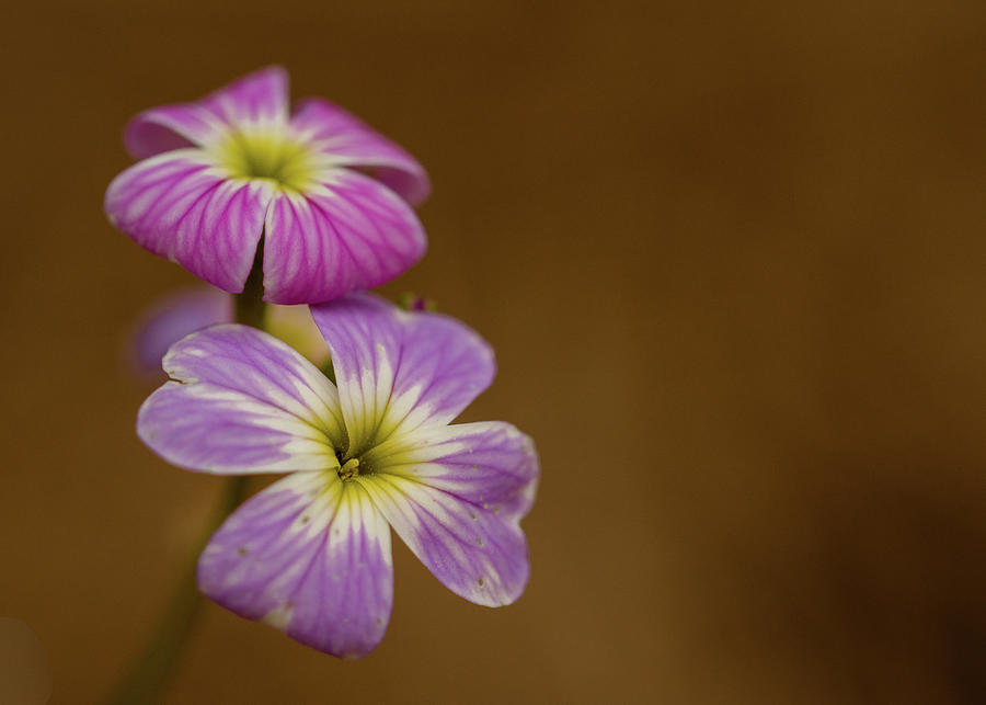 Wild Phlox of Pink and Purple Photograph by Joni Eskridge