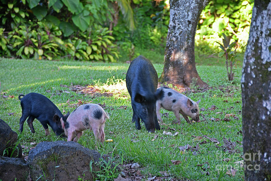 Wild Pigs Photograph by Cindy Murphy