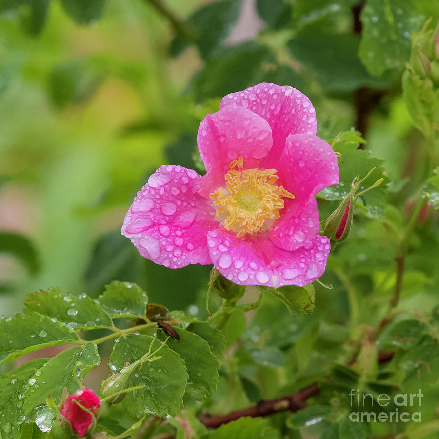 Wild Pink Rose Photograph by Shirley Dutchkowski