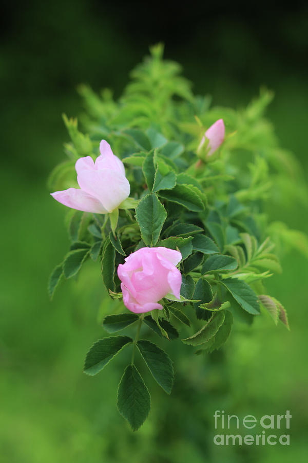 Wild Pink Rose Photograph by Terri Waters