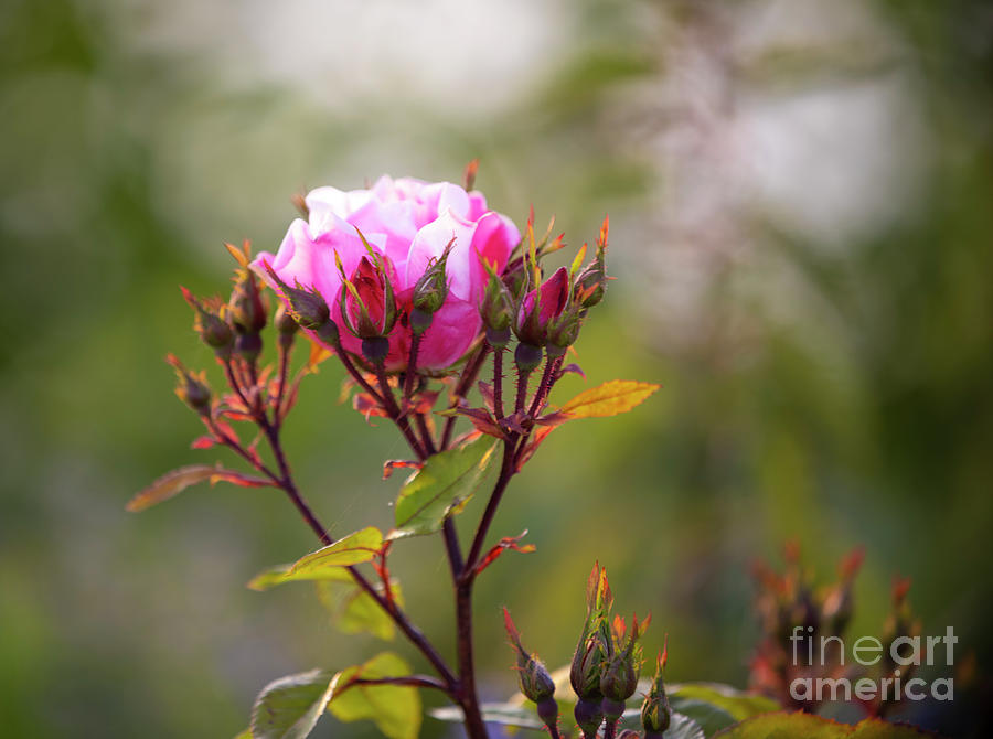 Wild Pink Roses In Sunset Light Photograph