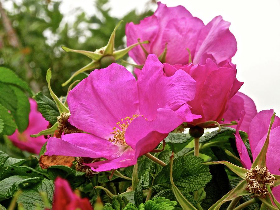 Wild Pink roses Photograph by Stephanie Moore