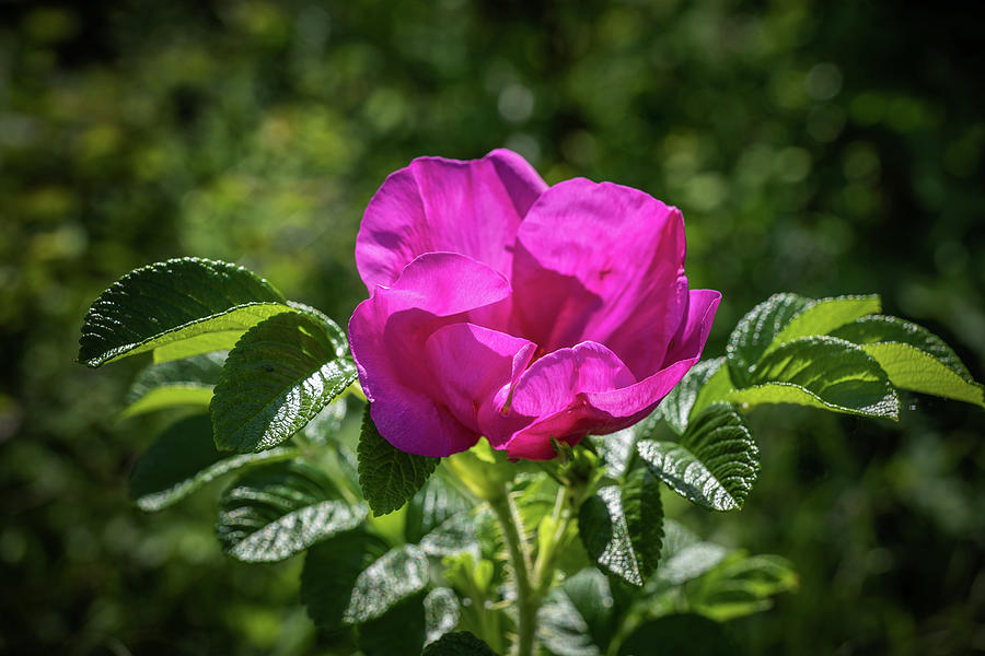 Wild Pink Single Rose Blossoming Flower Photograph by Artur Bogacki