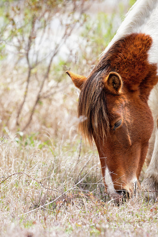 Wild Pinto - Spotted Horse Photograph by Rehna George