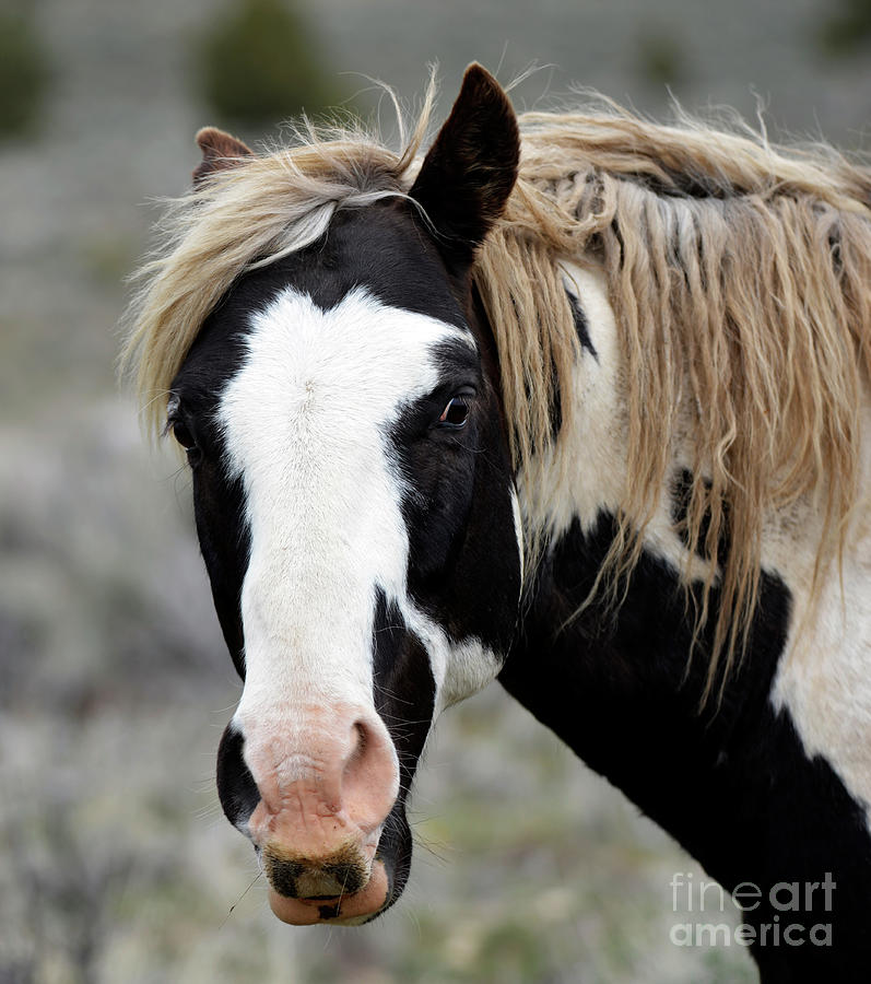 Wild Pinto Stallion Photograph by Denise Bruchman