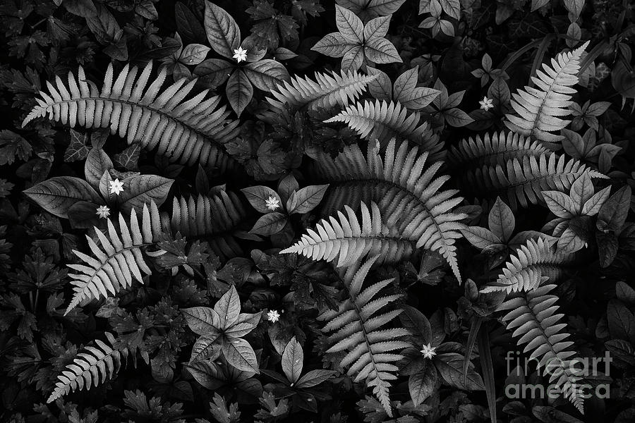 Wild Plants Photograph by Masako Metz