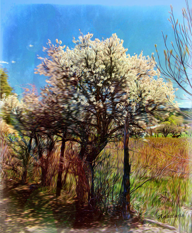 Wild Plum in Blossom El Valle Mixed Media by Anastasia Savage Ealy