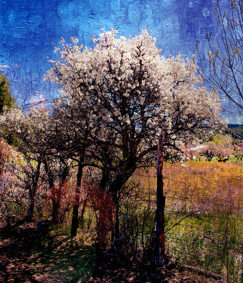 Wild Plum in Blossom El Valle II Mixed Media by Anastasia Savage Ealy