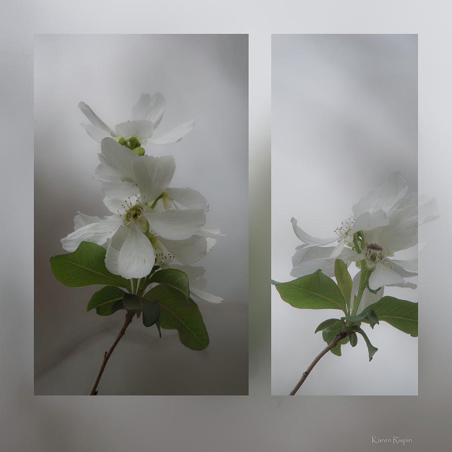 Flower Photograph - Wild Plum by Phil And Karen Rispin