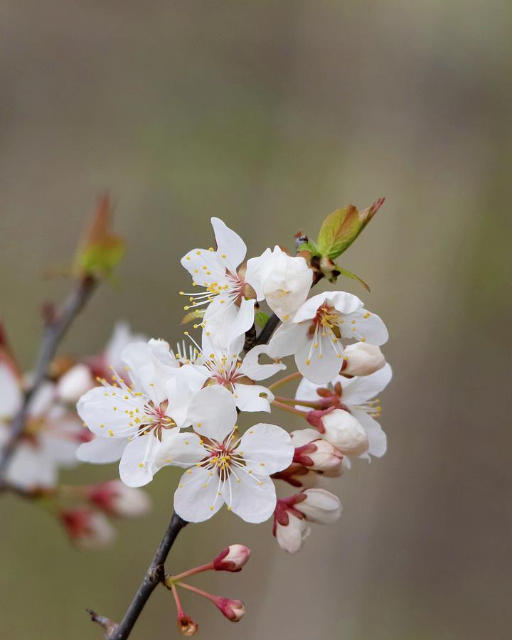 Wild Plum Spring Blossoms Photograph