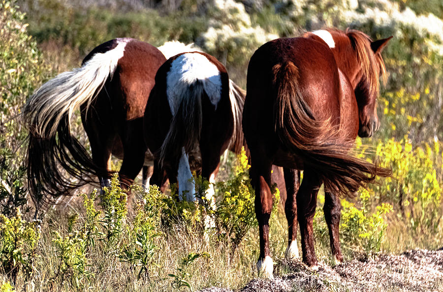Wild Ponies of Assateague Island Photograph by Haren Images- Kriss Haren