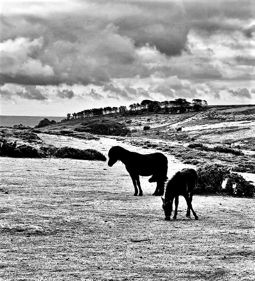 Wild Ponies of Dartmoor Photograph by John Anderson