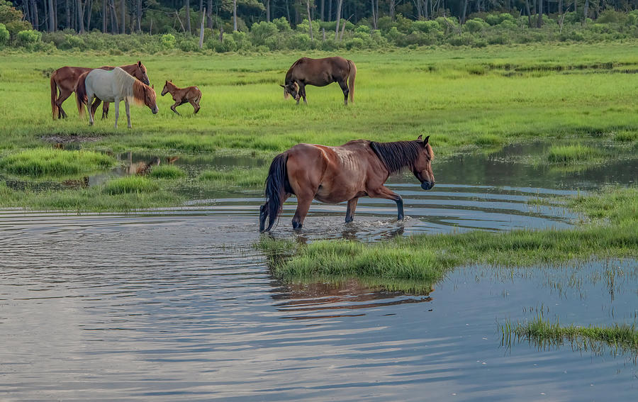 Wild Ponies of the Marshlands Photograph by Marcy Wielfaert