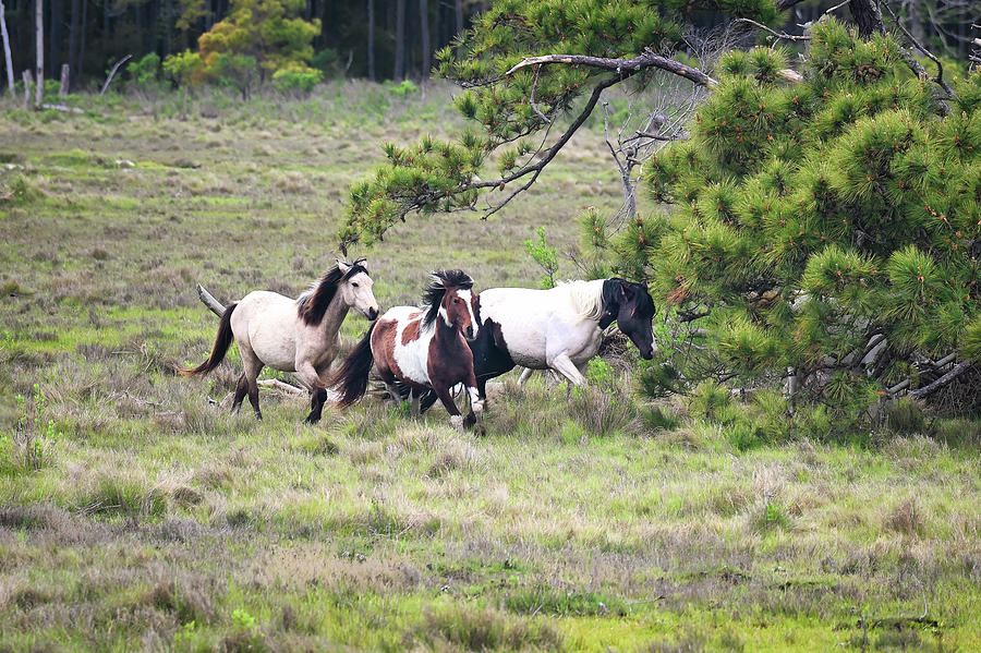 Wild Ponies Photograph by Steven Nelson