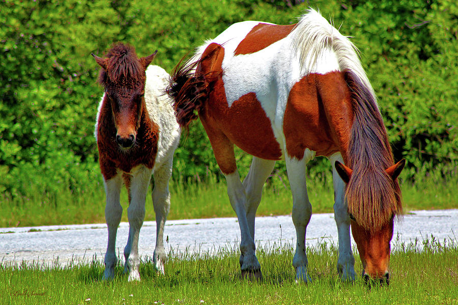 Wild Pony And Foal Photograph by Linda Sannuti