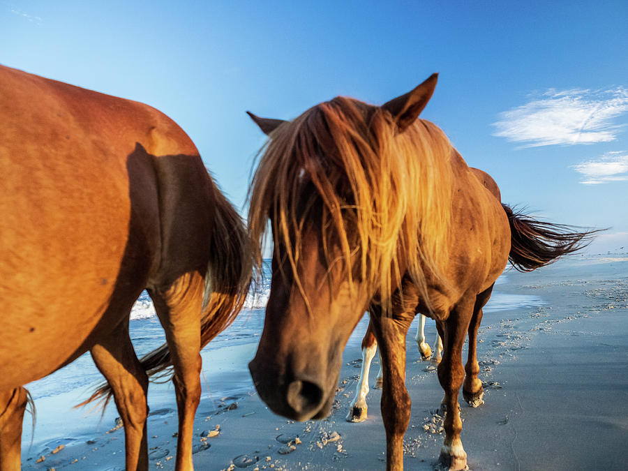 Wild Pony Head Shot Assateague Island Photograph by Louis Dallara