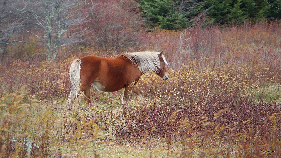 WILD PONY of GRAYSON HIGHLANDS Photograph by Suzanne Stout