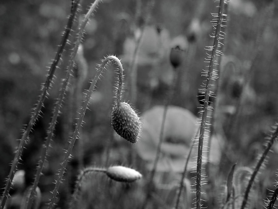 Wild Poppies Photograph by Philip Openshaw - Fine Art America