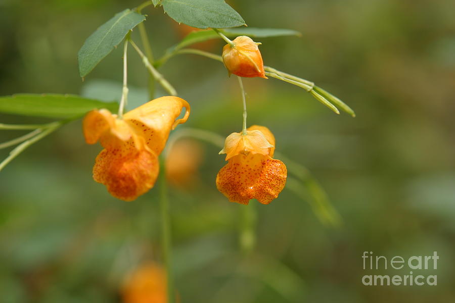 Wild Pretty Orange Flowers Photograph by Skip Franz - Fine Art America