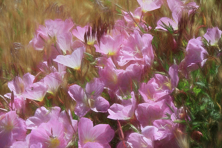 Wild Primrose Photograph by Donna Kennedy
