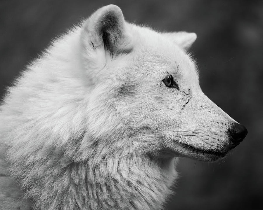 Wild Profile Photograph by Patrick Lauzon - Fine Art America