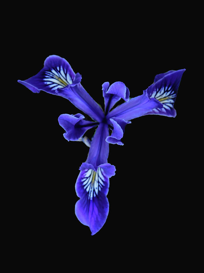 Wild Purple Iris Photograph by Carl Moore