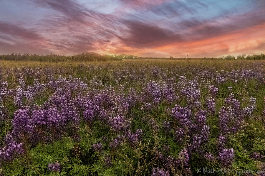 Sunset Photograph - Wild Purple Lupine Field #2 by Patti Deters