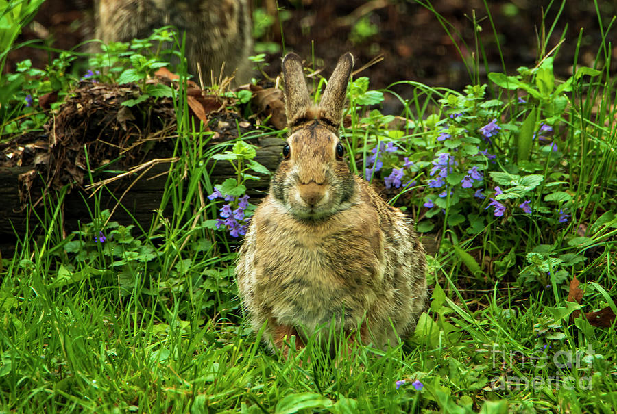 Wild Rabbit in Lush Grass Photograph by Sandra Js