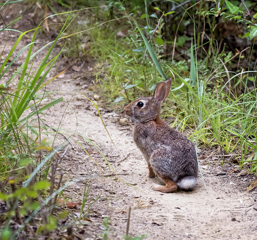 Wild Rabbit Photograph by Joan Carroll
