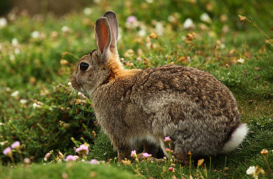 Wild Rabbit Photograph by Mark Eastment Photography