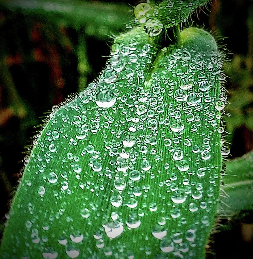 Wild Rain Photograph by Holly Kelson - Fine Art America