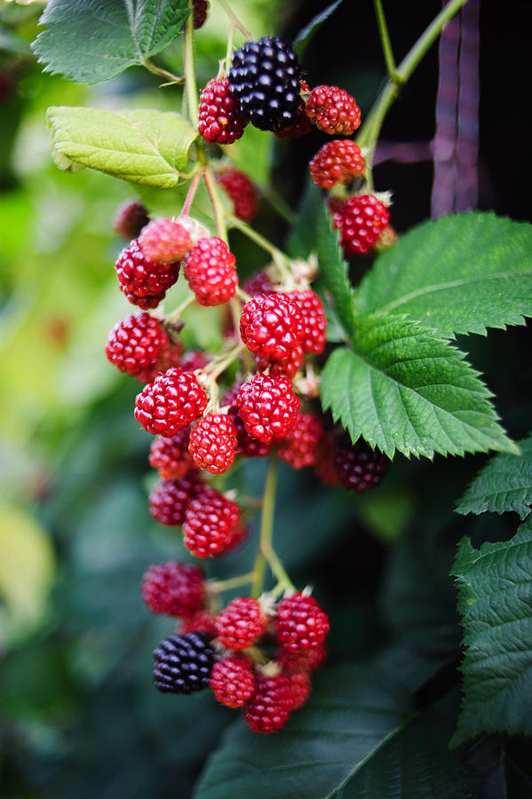 Wild Raspberries Photograph by Stephen Swain Photography