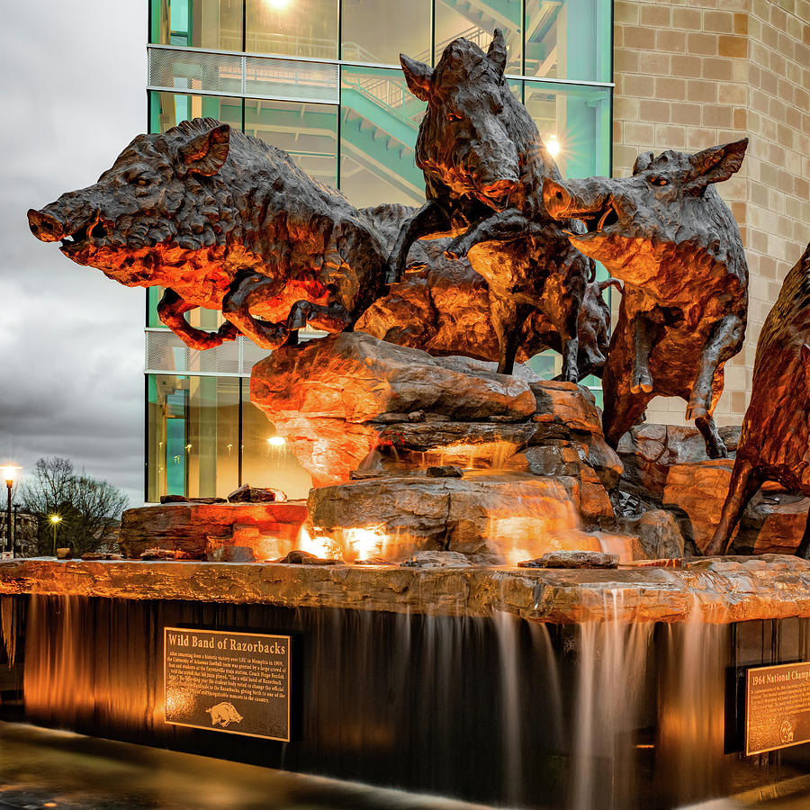 Wild Razorbacks Fountain 1x1 - University Of Arkansas Photograph by ...