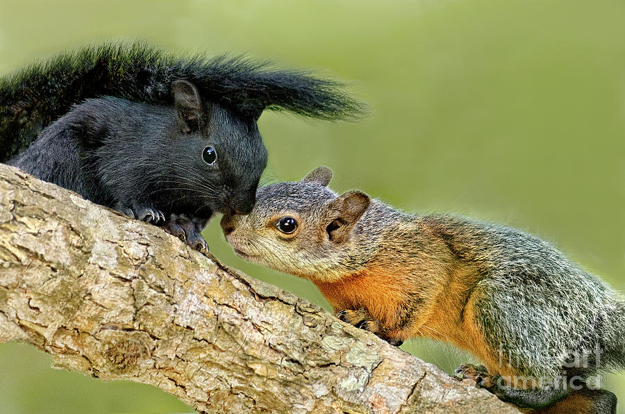 Wild Red-bellied Squirrels Interacting Photograph by Dave Welling
