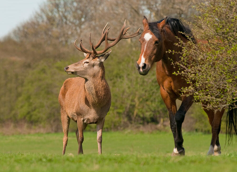 Wild red deer stag and horse Photograph by Marsch1962UK