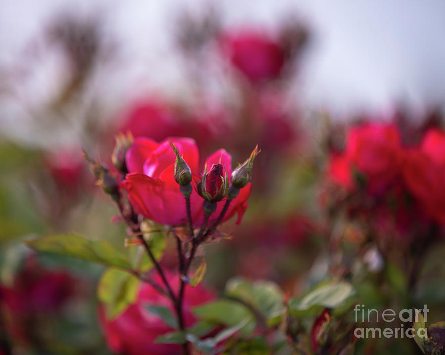 Wild Red Roses In Soft Light Photograph