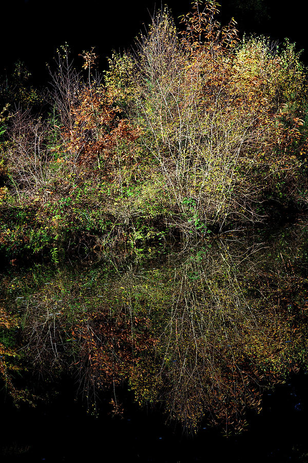 Ancient Photograph - Wild reflections upon the canal surface by Nick Lewis Ancient Photograph - Wild reflections upon the canal surface by Nick Lewis
