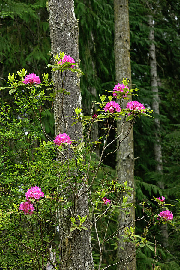 Wild Rhododendrons  Photograph by Sue Cullumber