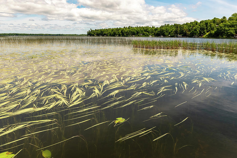 Wild rice in Borden Lake Photograph by Gary Eason