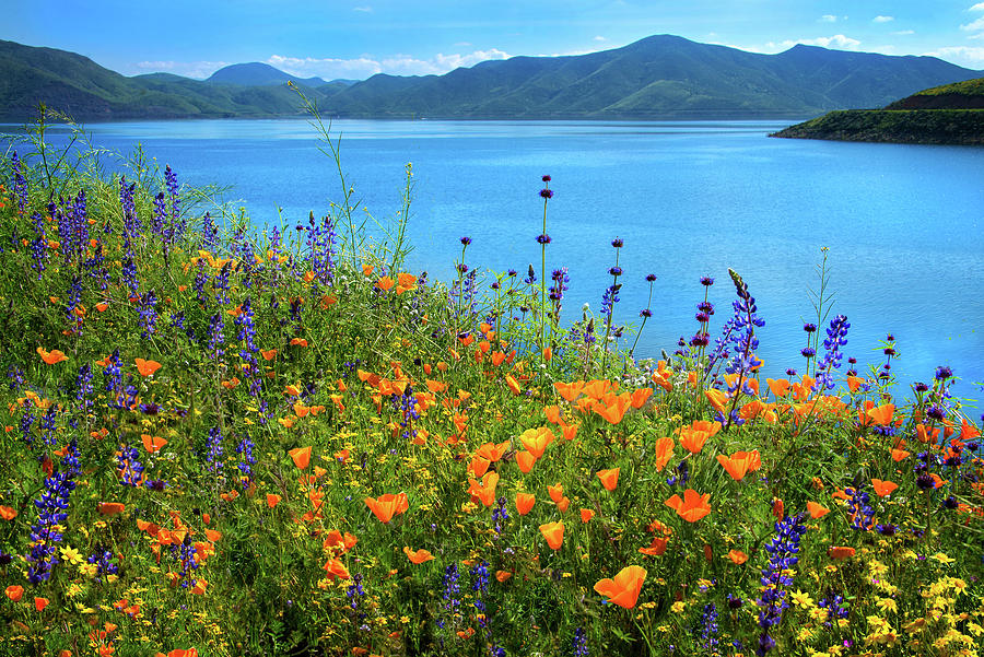 Wild Riot of Color at Diamond Valley Lake - Superbloom 2019 Photograph by Lynn Bauer