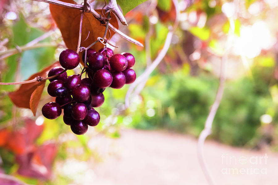 Wild ripe purple berries hanging from a bush illuminated by sun rays at sunset, unfocused background and copy space. Photograph by Joaquin Corbalan