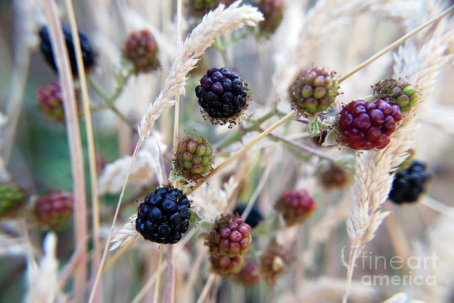 Wild Ripening Blackberries Photograph by Denise Deiloh